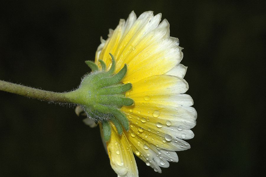 Asteraceae Layia platyglossa