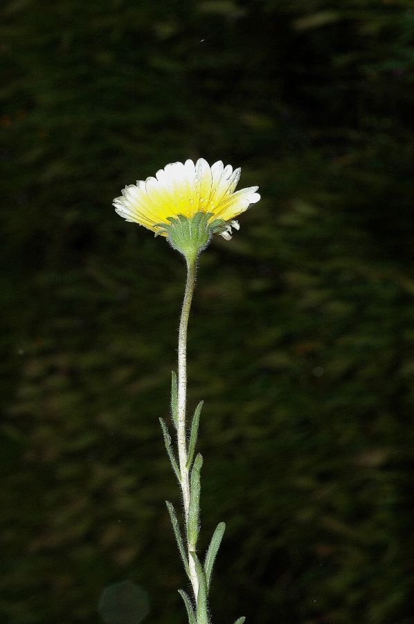 Asteraceae Layia platyglossa