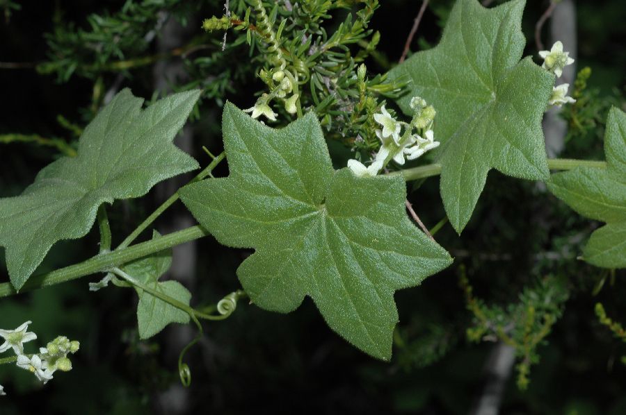 Cucurbitaceae Marah fabaceus