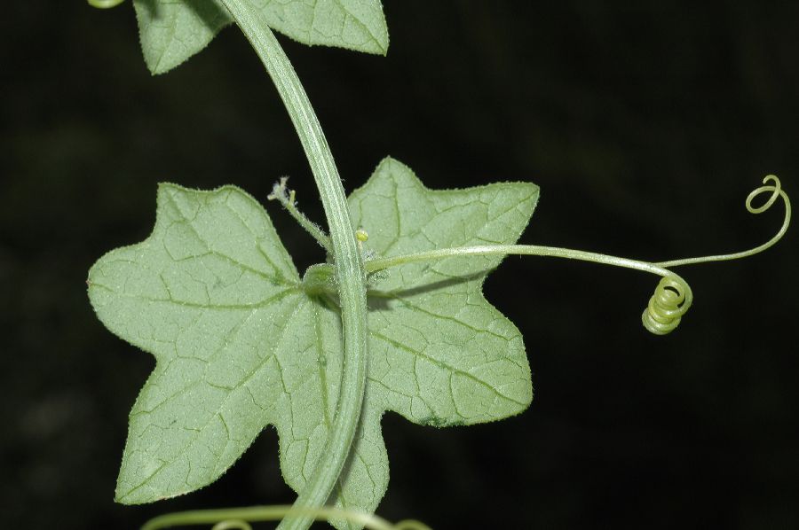 Cucurbitaceae Marah fabaceus