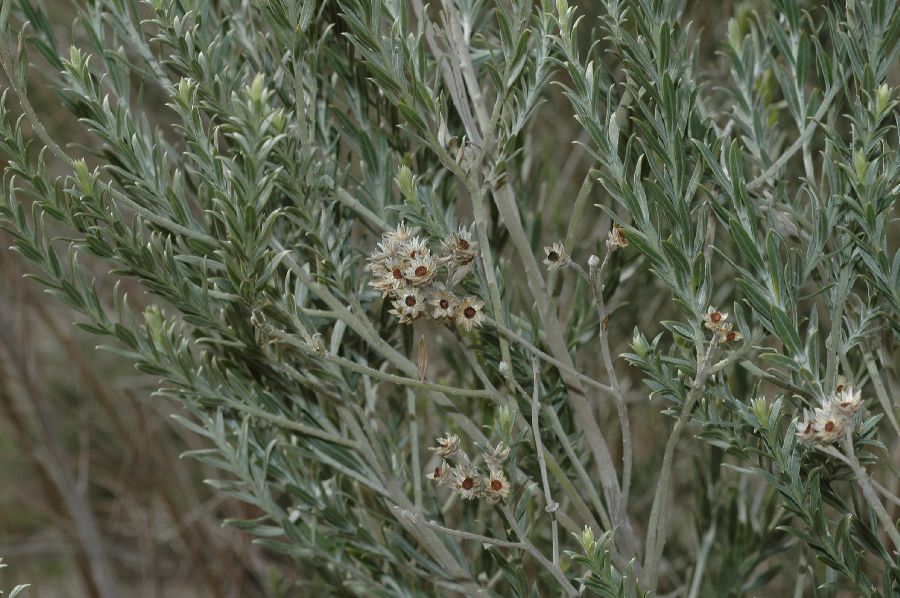 Asteraceae Pluchea sericea