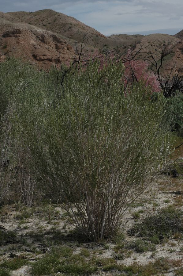 Asteraceae Pluchea sericea