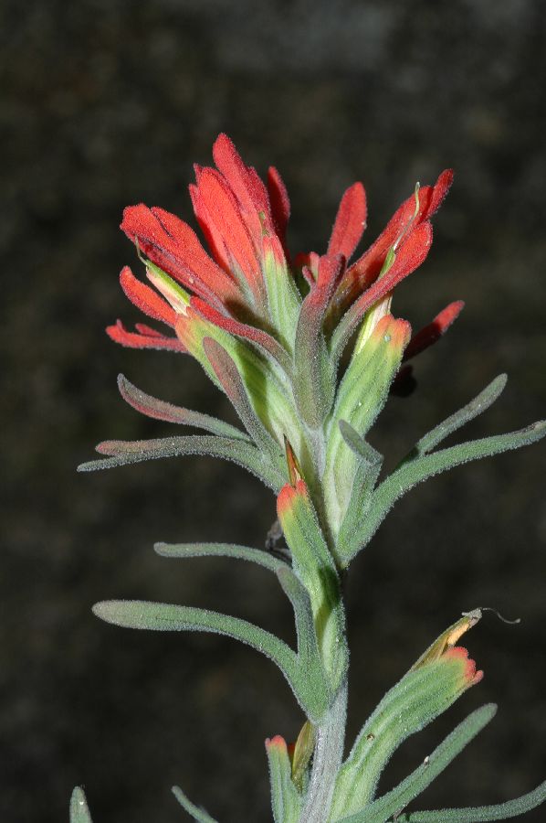 Orobanchaceae Castilleja affinis