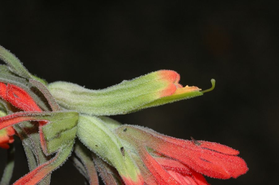 Orobanchaceae Castilleja affinis