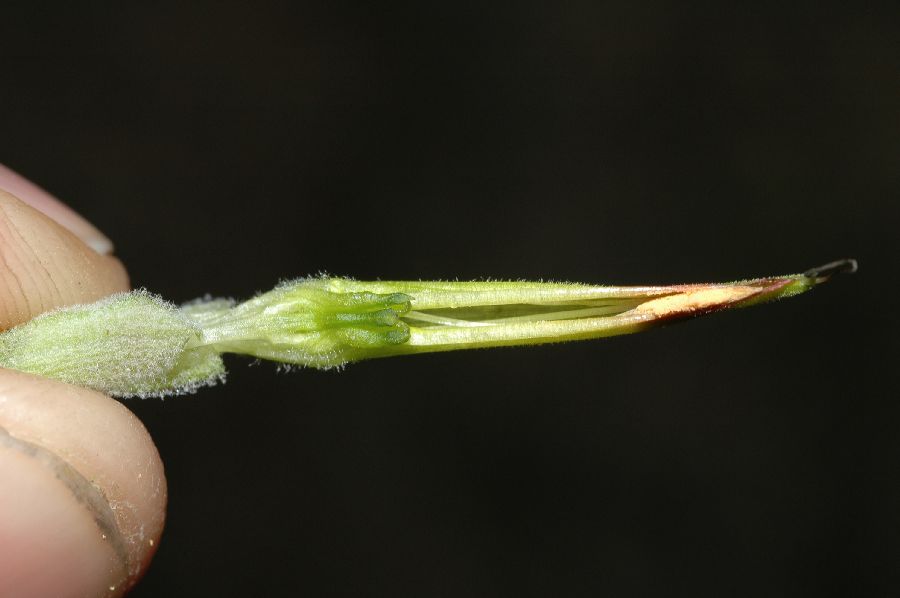 Orobanchaceae Castilleja affinis