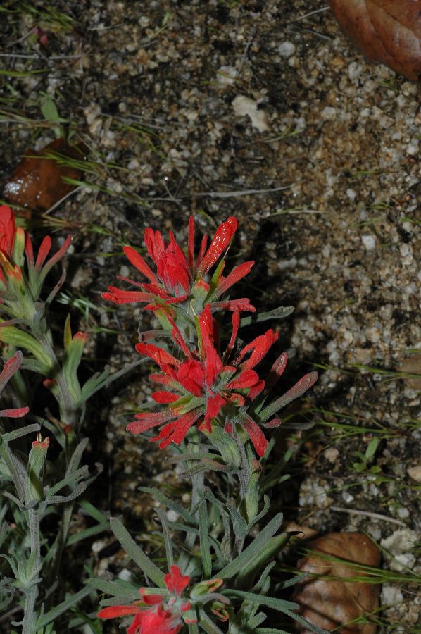 Orobanchaceae Castilleja affinis