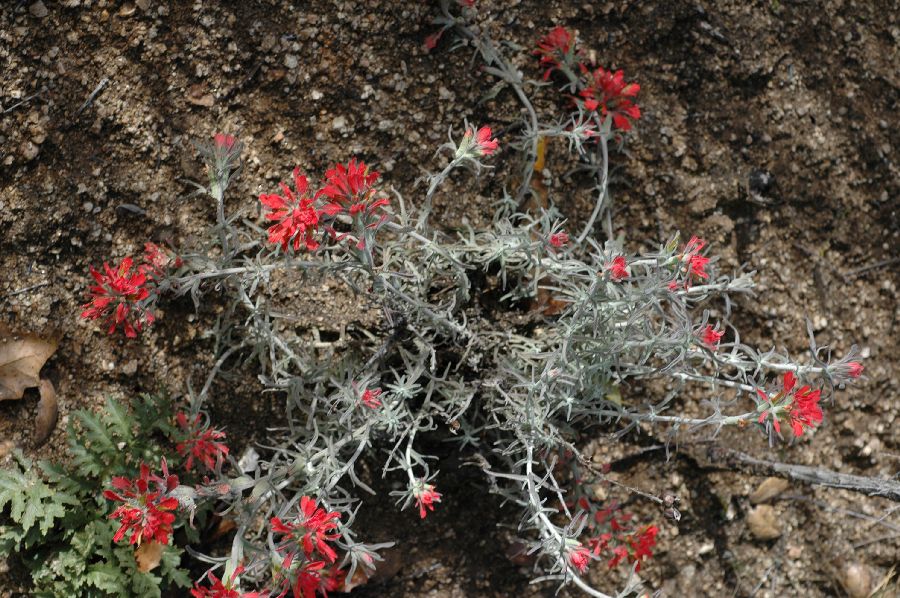 Orobanchaceae Castilleja affinis