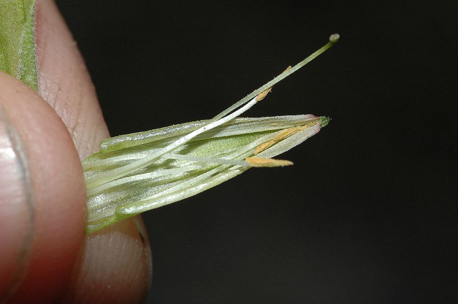 Orobanchaceae Castilleja affinis