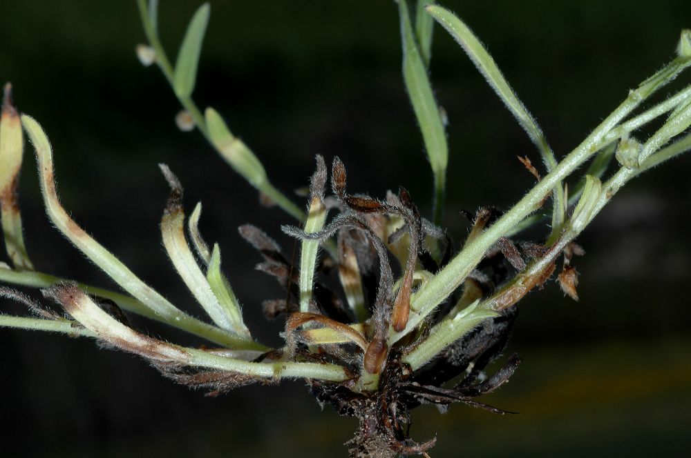 Boraginaceae Cryptantha intermedia