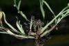 image of Cryptantha intermedia