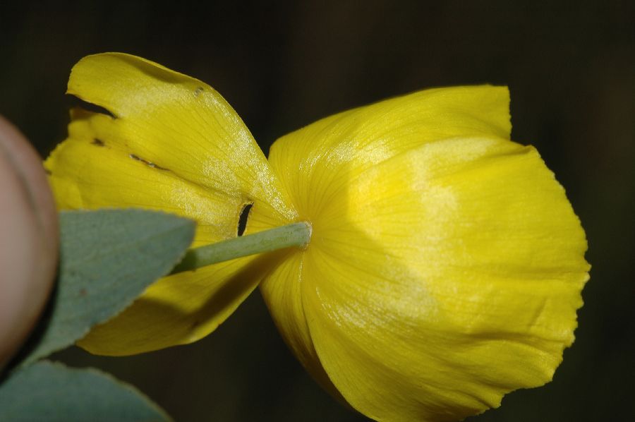 Papaveraceae Dendromecon rigida
