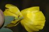 image of Dendromecon rigida