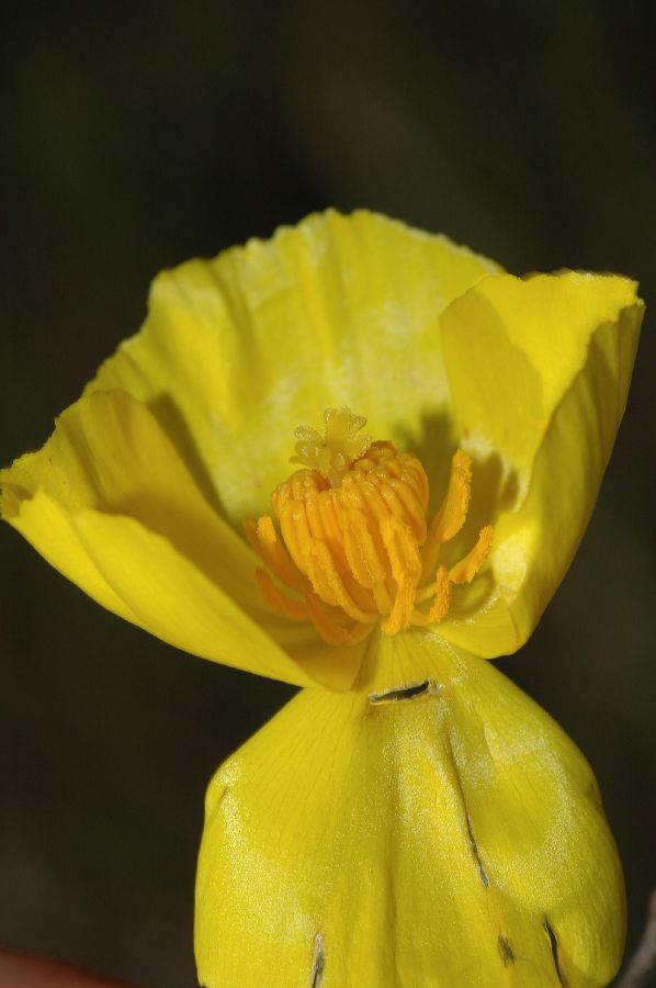 Papaveraceae Dendromecon rigida