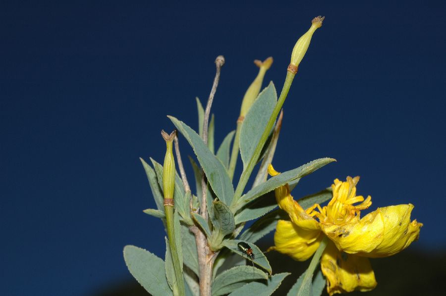 Papaveraceae Dendromecon rigida