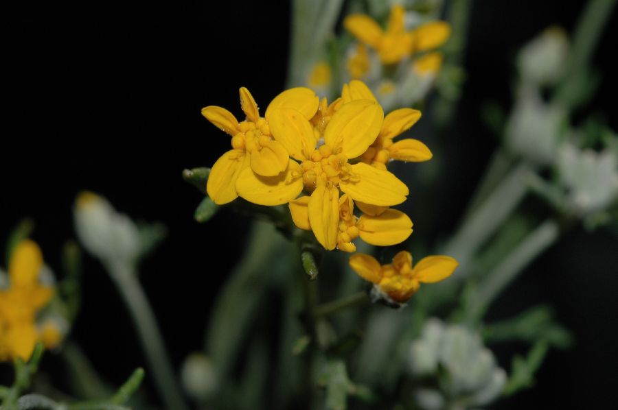 Asteraceae Eriophyllum confertiflorum