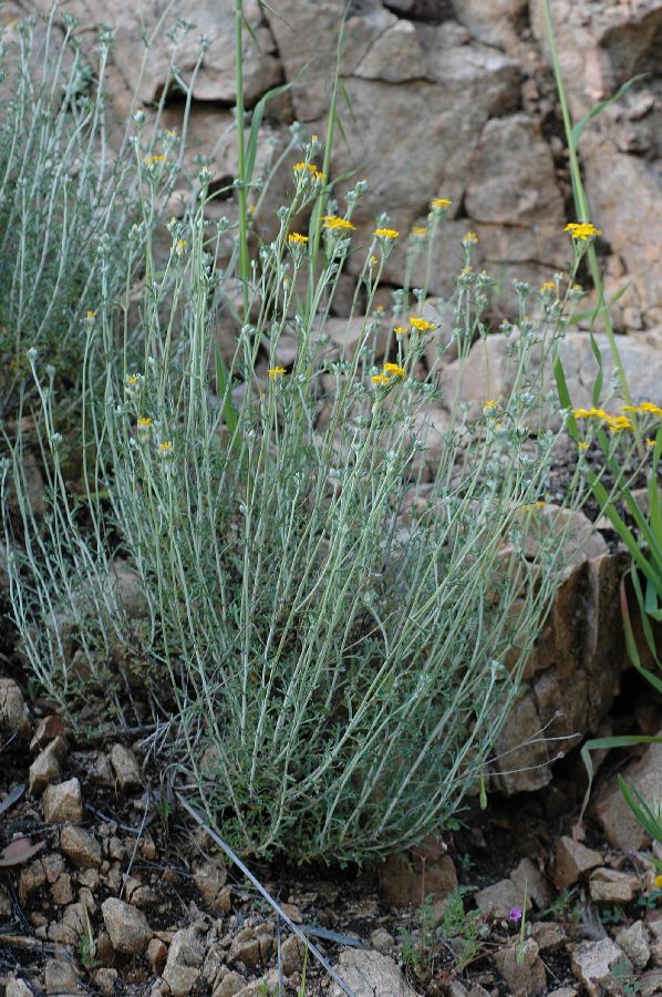 Asteraceae Eriophyllum confertiflorum