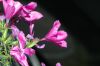 image of Leptodactylon californicum