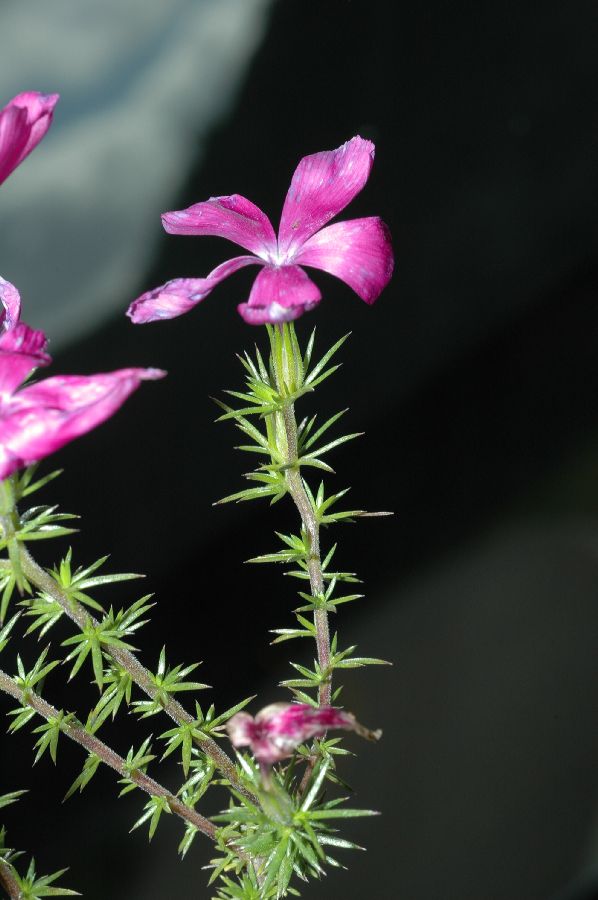 Polemoniaceae Leptodactylon californicum