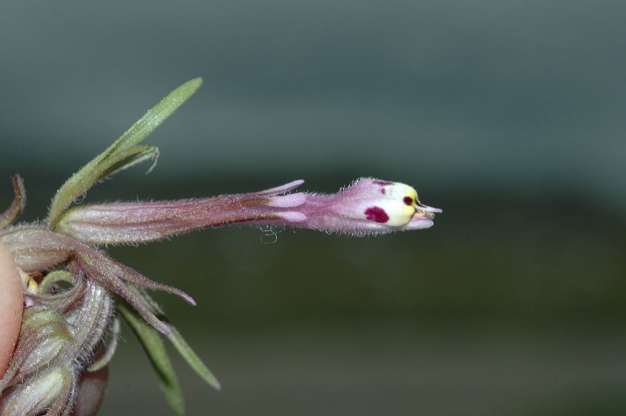 Orobanchaceae Orthocarpus 