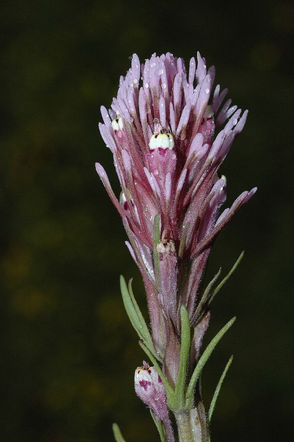 Orobanchaceae Orthocarpus 