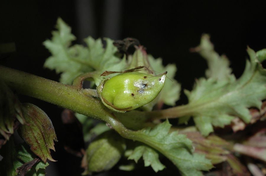 Orobanchaceae Pedicularis densiflora