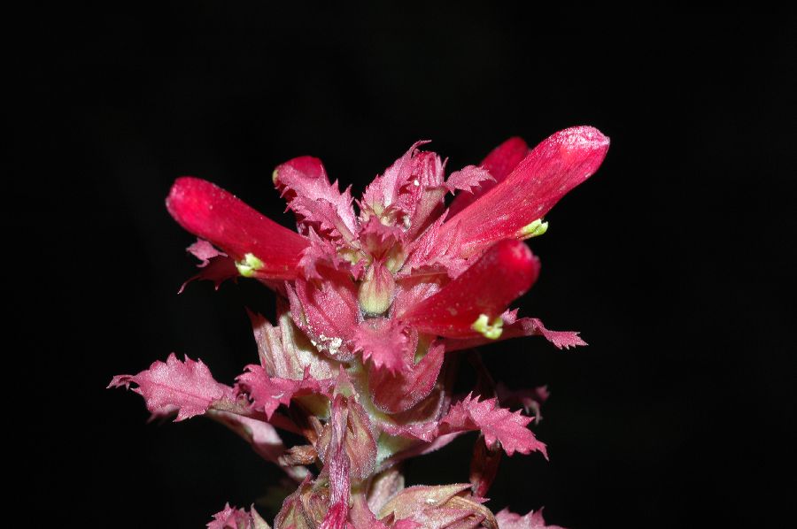Orobanchaceae Pedicularis densiflora