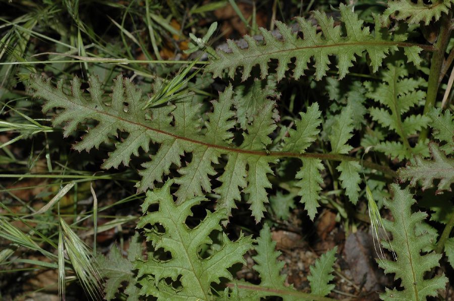 Orobanchaceae Pedicularis densiflora