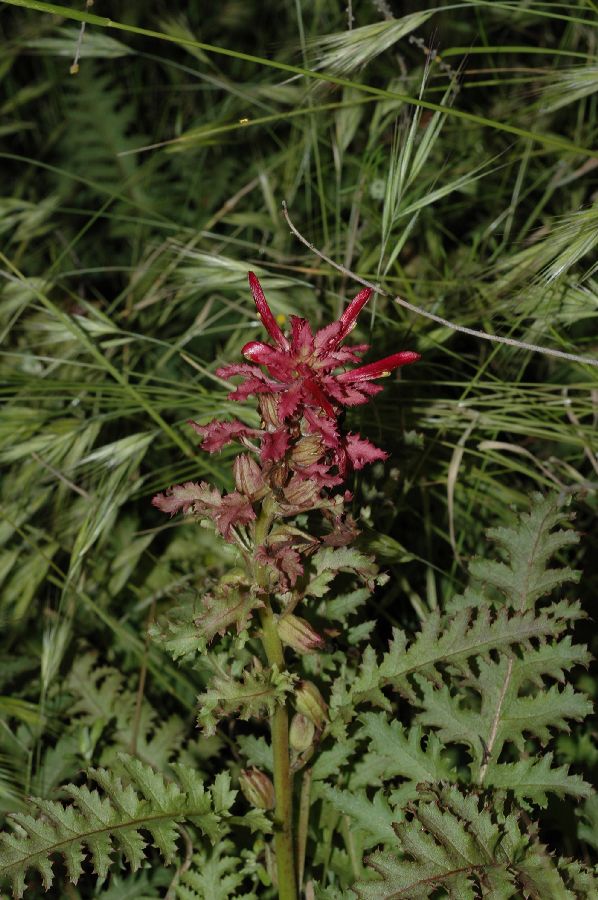Orobanchaceae Pedicularis densiflora