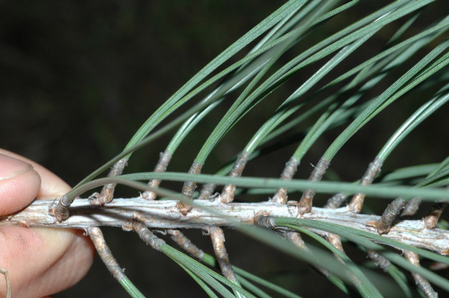 Pinaceae Pinus sabiniana