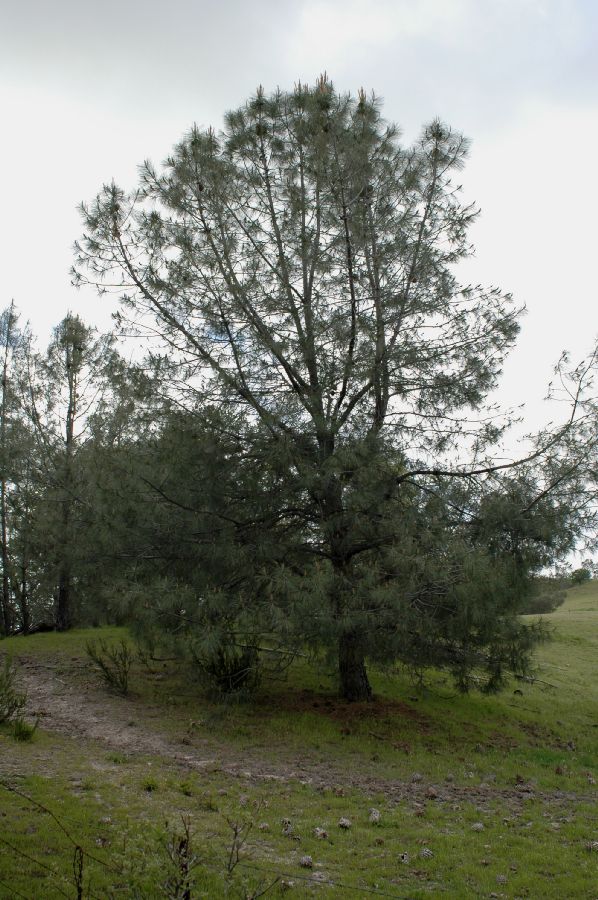 Pinaceae Pinus sabiniana