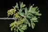 image of Quercus douglasii