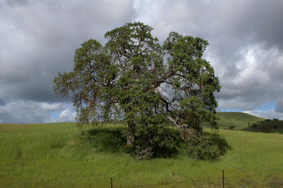 Fagaceae Quercus douglasii
