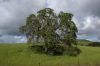 image of Quercus douglasii