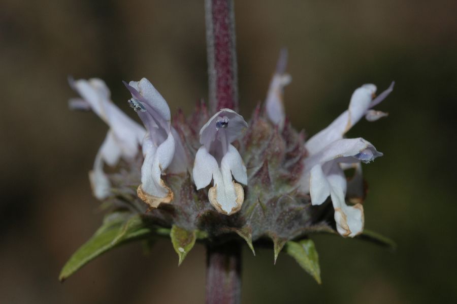 Lamiaceae Salvia mellifera