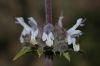 image of Salvia mellifera