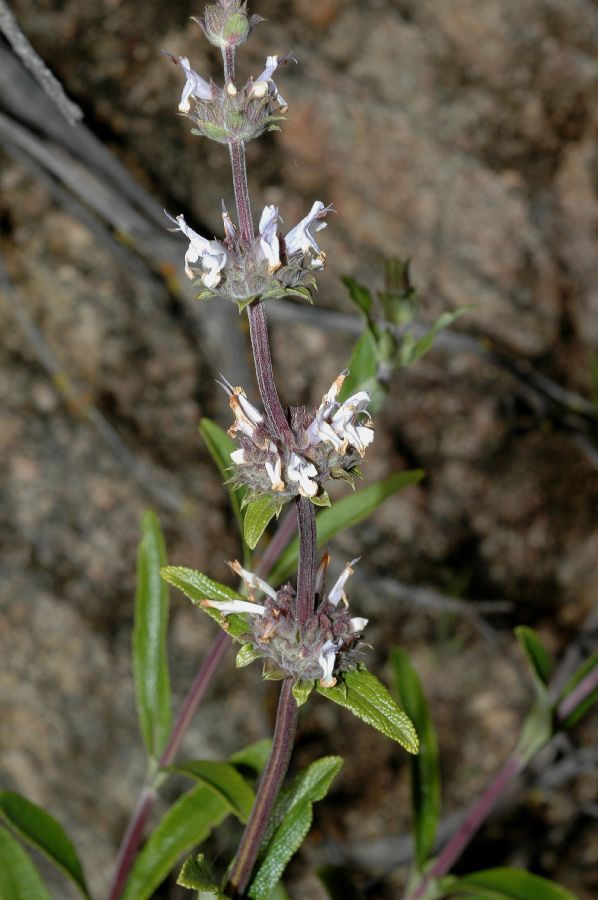 Lamiaceae Salvia mellifera