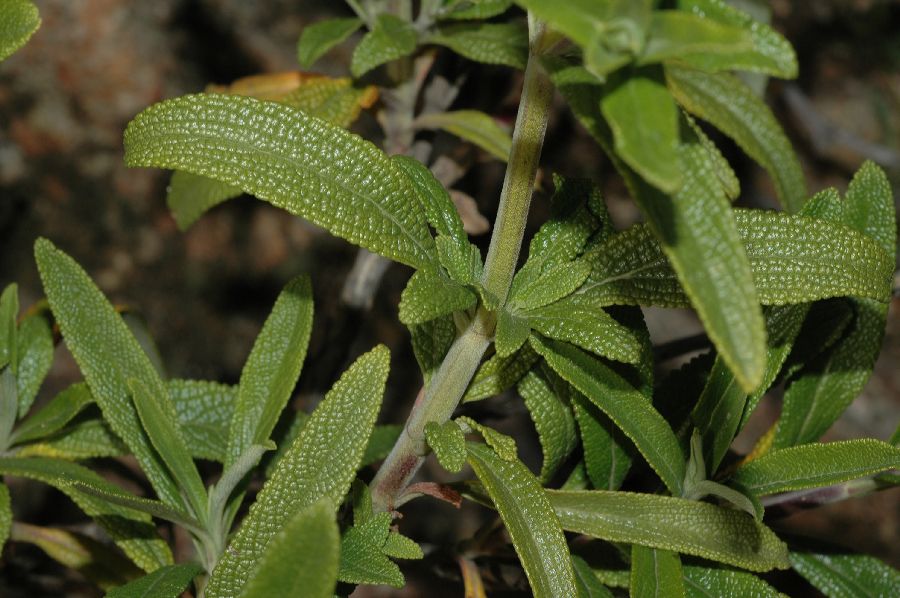 Lamiaceae Salvia mellifera