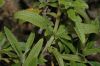 image of Salvia mellifera