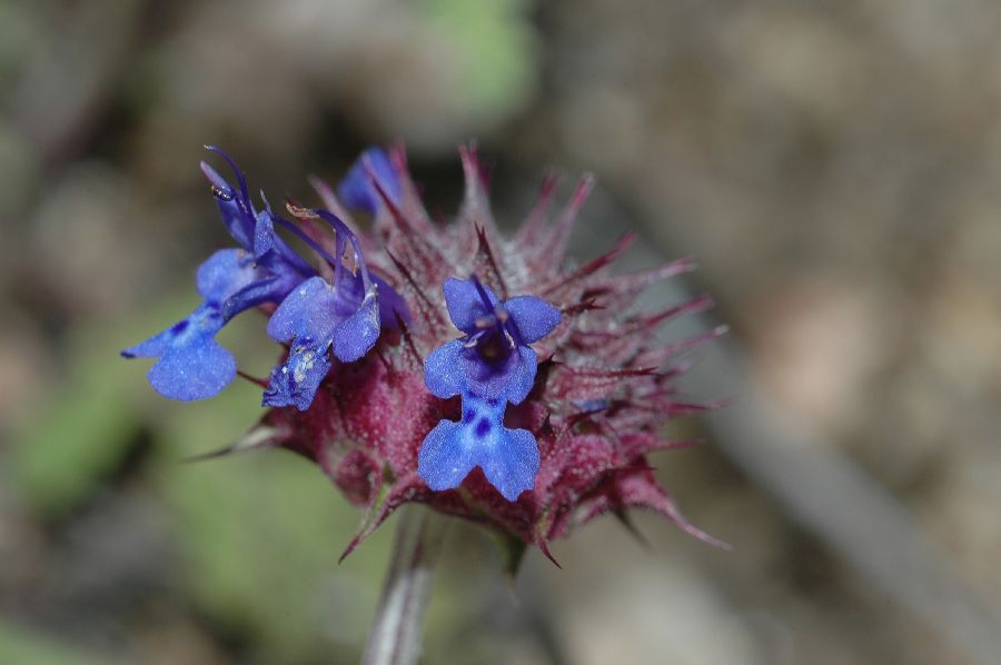 Lamiaceae Salvia columbariae