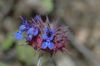 image of Salvia columbariae