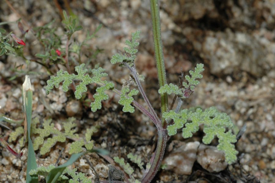 Lamiaceae Salvia columbariae