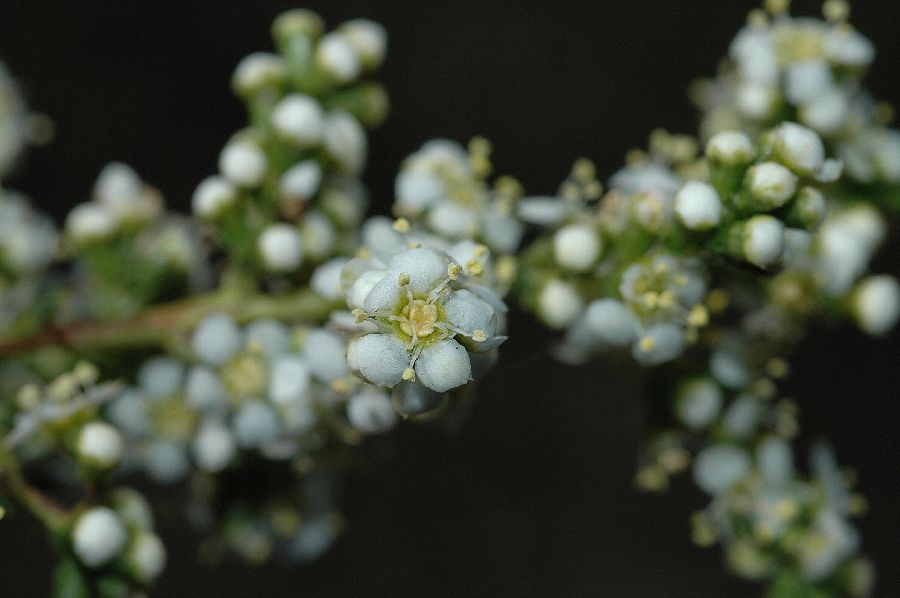 Rosaceae Adenostoma fasciculatum