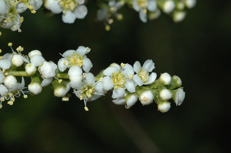 Rosaceae Adenostoma fasciculatum