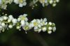 image of Adenostoma fasciculatum