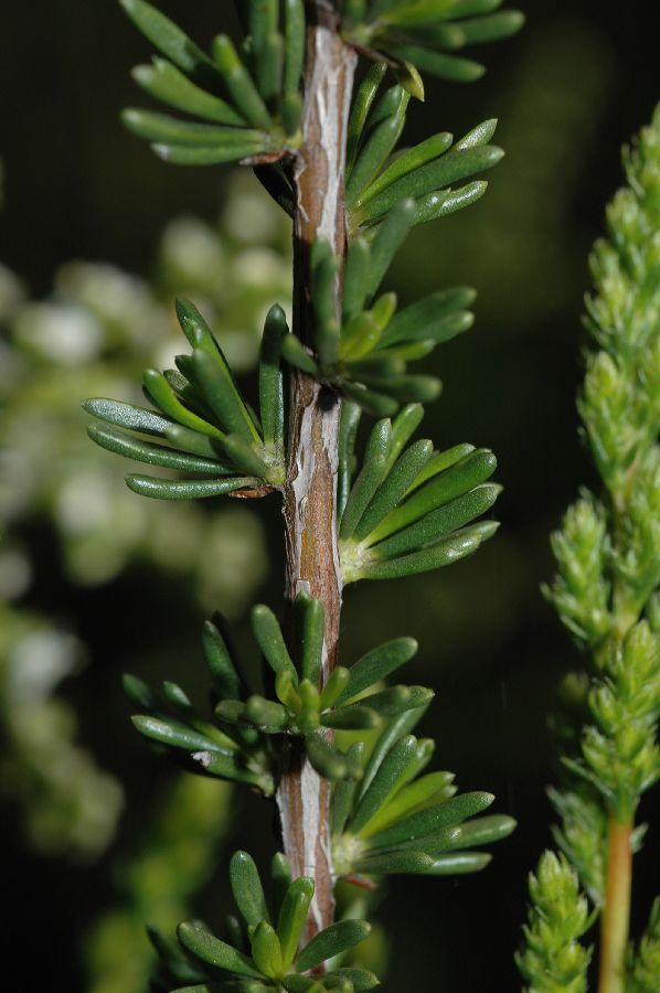Rosaceae Adenostoma fasciculatum