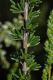 image of Adenostoma fasciculatum