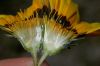 image of Arctotheca calendula