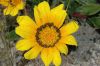 image of Arctotheca calendula