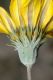 image of Arctotheca calendula