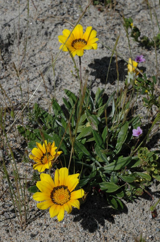 Asteraceae Arctotheca calendula